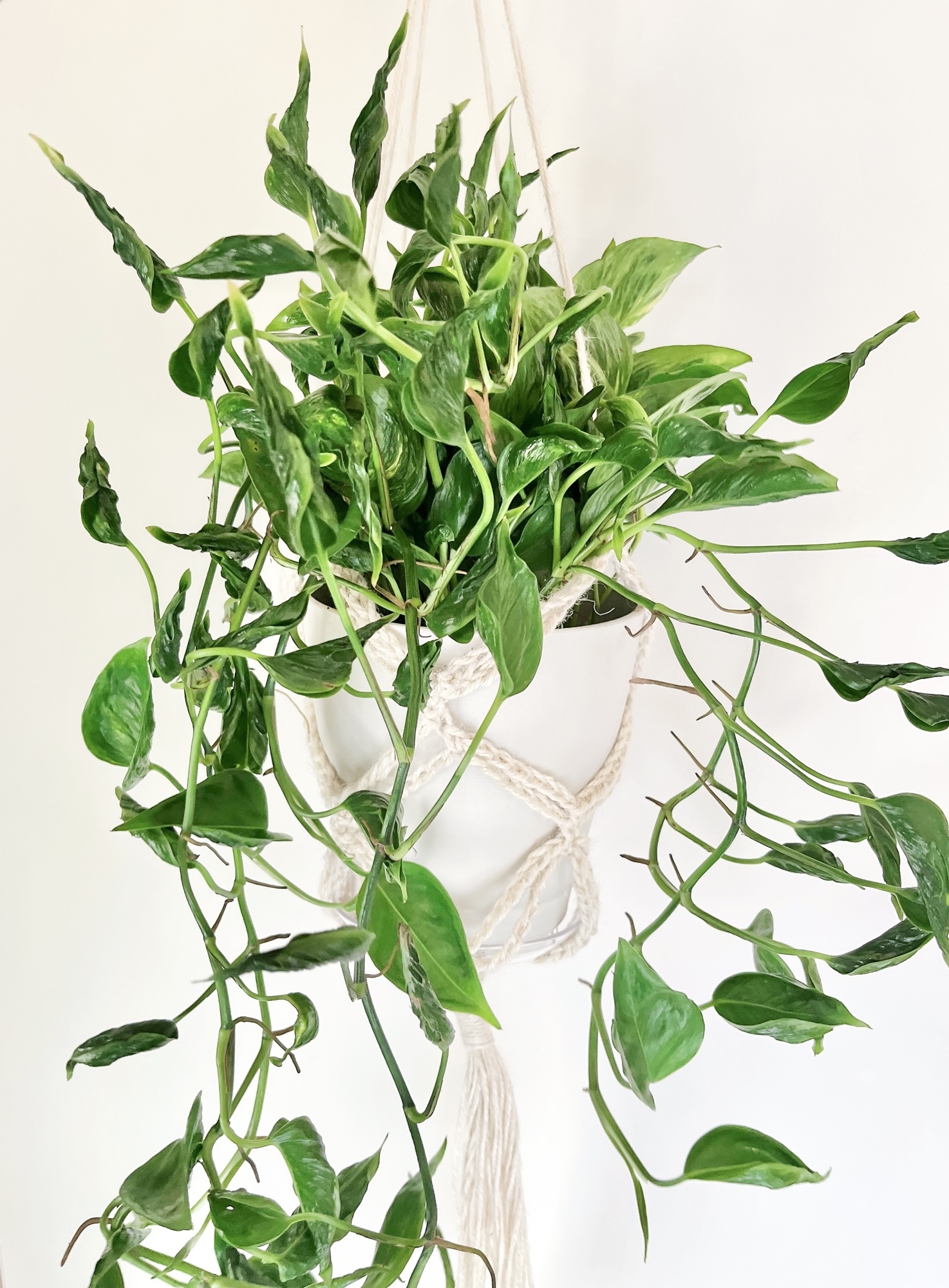 希少 観葉植物 ポトス テルノシャングリラ 送料込み Calmcafe S Gallery Minne 国内最大級のハンドメイド 手作り通販サイト
