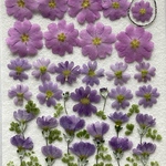 ☆押し花素材609 可憐な桜草☆