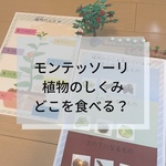 ☆モンテッソーリ☆   植物のしくみ