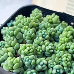 多肉植物　パープルヘイズ