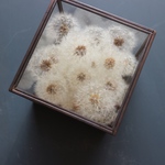 Botanical glasscubeたんぽぽ