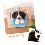 Raoul.and.Rion 様専用♡額縁わんこ『うちの子オーダー』(mii wool&wool)