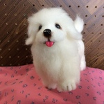 グレートピレニーズパピー