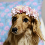 桜の花冠
