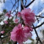 【sorako様専用ページ】桜雨ベース