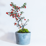 【ベランダで育てる鉢植え】コケモモ×スナ苔の鉢植え／黒のペイントが入った無機質なモルタル鉢／送料全国一律850円