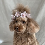 春のお花見🌸桜の花かんむり&チョーカー&カチューシャ