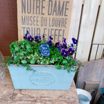現品SALE♡アンティークカラー♡【ビオラ寄せ植え】オシャレなアイアンピックつき