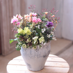 レウィシアのブランシェジャーポット花束植え