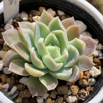 人気品種！★桜子 多肉植物 自家栽培 国産