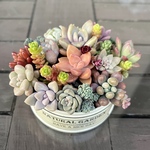 多肉植物　寄せ植え　リメイク缶　6♪