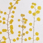 押し花（ミモザ)
