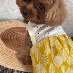 犬服！レースニットと北欧リーフ柄ワンピ　イエロー☆XS.S.M