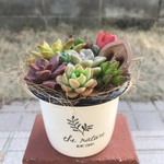 ♡本日限定♬バレンタインデー価格♡そのまま飾れる♡ナチュラルブリキ調ポット♬多肉植物寄せ植え╰(*´︶`*)╯♡