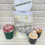多肉植物　抜き苗3個＆大きいリメ缶　2月お得セット❸
