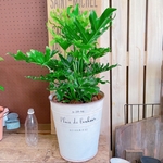 現品♡【大きめ セロームホープ】おしゃれな白系ブリキ鉢！すてきなグリーン♡人気の観葉植物♪ボリュームたっぷり！
