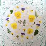 押し花素材437　黄色いビオラと小花のセット