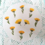 押し花素材345　カレンジュラ10枚のセット　