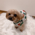 犬服！スイカT 🍉☆XS.S.M.DXS.DS.DM