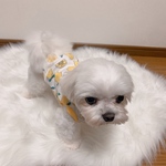 犬服！レモンT🍋☆XS.S.M.DXS.DS.DM