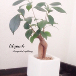 売約済み。観葉植物☆ミニガジュマル艶消し陶器仕立て2.5号