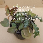 花 苗 クリスマスローズ ムラサキハナナ オキザリス メキシコマンネングサ各2株