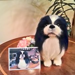 chirobaby様オーダー品ペキニーズ