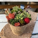 1点限り！多肉寄せ植え