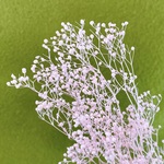 カスミ草＊ピンク☆送料無料＆4点毎に1点おまけ付き♡ 
