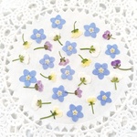 押し花　*No.130* 忘れな草&アリッサムの可愛い小花セット