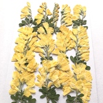 エニシダの押し花