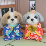 シーズーちゃんのお雛様