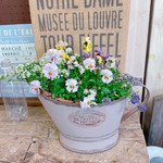 現品SALE♡【フリルビオラ シャルロット寄せ植え】長く楽しめる可愛いガーデニング♡ベージュ系ブリキ鉢♪
