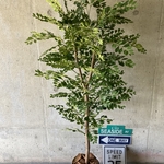 光触媒　人工観葉植物　ウォールグリーン　フェイク　アレンジ　トネリコ161