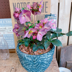 現品SALE♡【クリスマスローズ氷の薔薇】毎年楽しめるガーデニング♪黒系陶器鉢♡氷の薔薇レッド