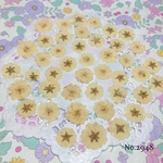 ♡new♡作家様必見♡ 人気のコデマリがいっぱい♡押し花セット♡