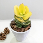 【送料無料】黄金花月　多肉植物　金のなる木　インテリアグリーン　黄色の観葉植物