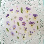 押し花素材447　パープルとイエローの小花のセット　