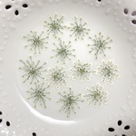 レースフラワー(押し花)