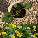 姫立金花　苗　花芽あり　ポットごと発送姫立金花　苗　ヒメリュウキンカ　山野草