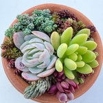 多肉植物 ＊レア品種入り!!＊カット苗 ＊気まぐれ寄せ植え＊
