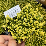 アクレアウレウム　多肉植物