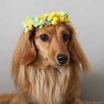 ミモザの花冠