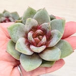 【再販】【多肉植物】ジャーマンシャンペーン