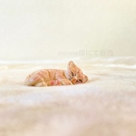 ミニチュア　猫　置物　オブジェ　フィギュア　minne_new