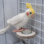 インコちゃんの✩.*˚お食事処 白樺亭　小型〜中型用
