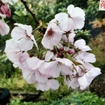 苗木　阿波雅桜（あわみやび）