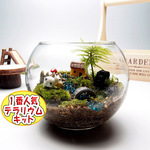 【苔テラリウム・手作りキット一式】金魚鉢コウヤノマンネングサ　父の日