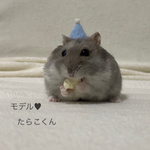 パーティー帽子🥳 (小人帽子)
