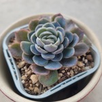 多肉植物❤ラズベリーアイス❤抜き苗